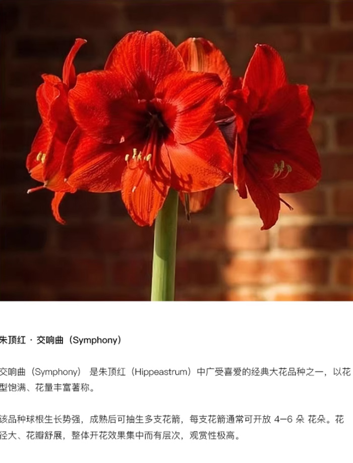 秘鲁朱顶红-交响曲「鸿运当头」摆件：让生活绽放幸运与美好的神奇之花 