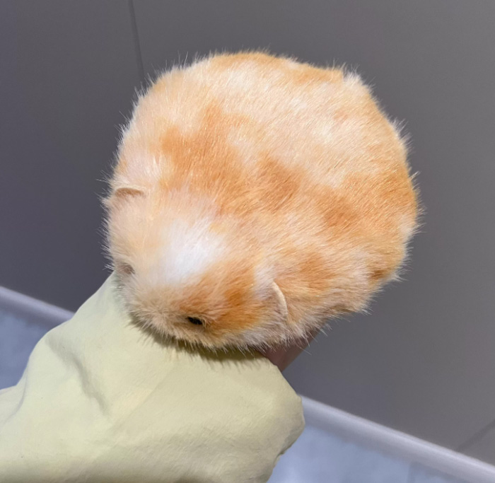 一块超萌好rua的桂花糕鼠饼手作礼物