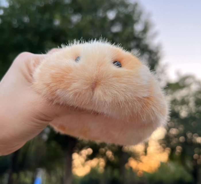 一块超萌好rua的桂花糕鼠饼手作礼物