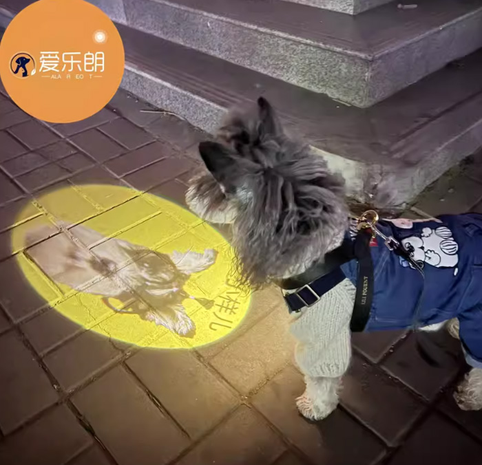 宠物社交灯 宠物挂牌LED夜溜神器